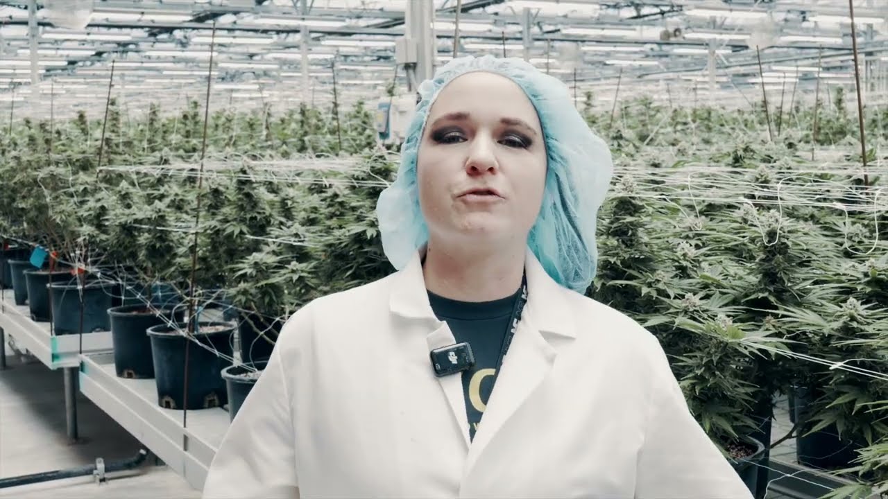 Trulieve Seed Origins | Roll One C99 &ndash; Camp Verde, AZ