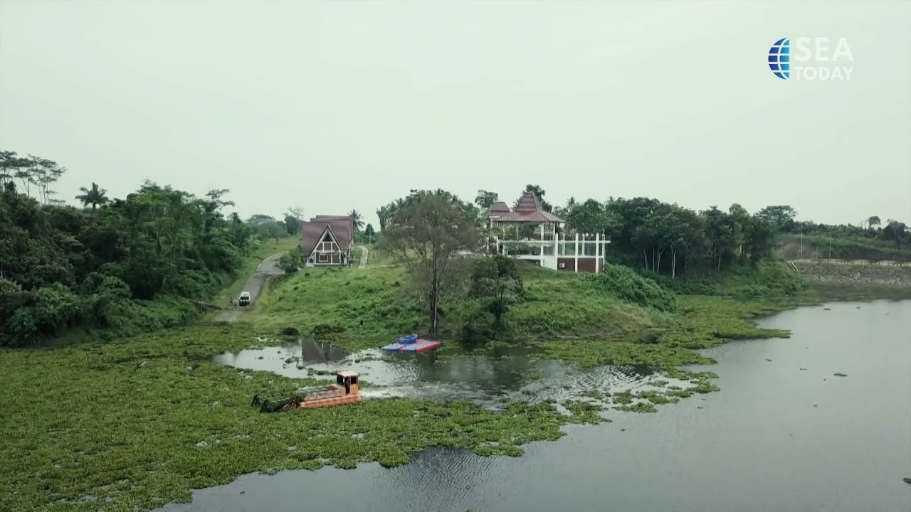 Water Hyacinth Used As Animal Feed