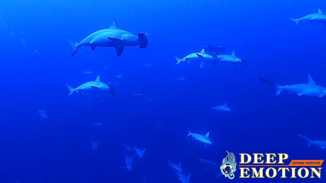 Scuba diving School of Hammer head shark at Yonaguni Island Okinawa Japan in 2020/Feb/07
