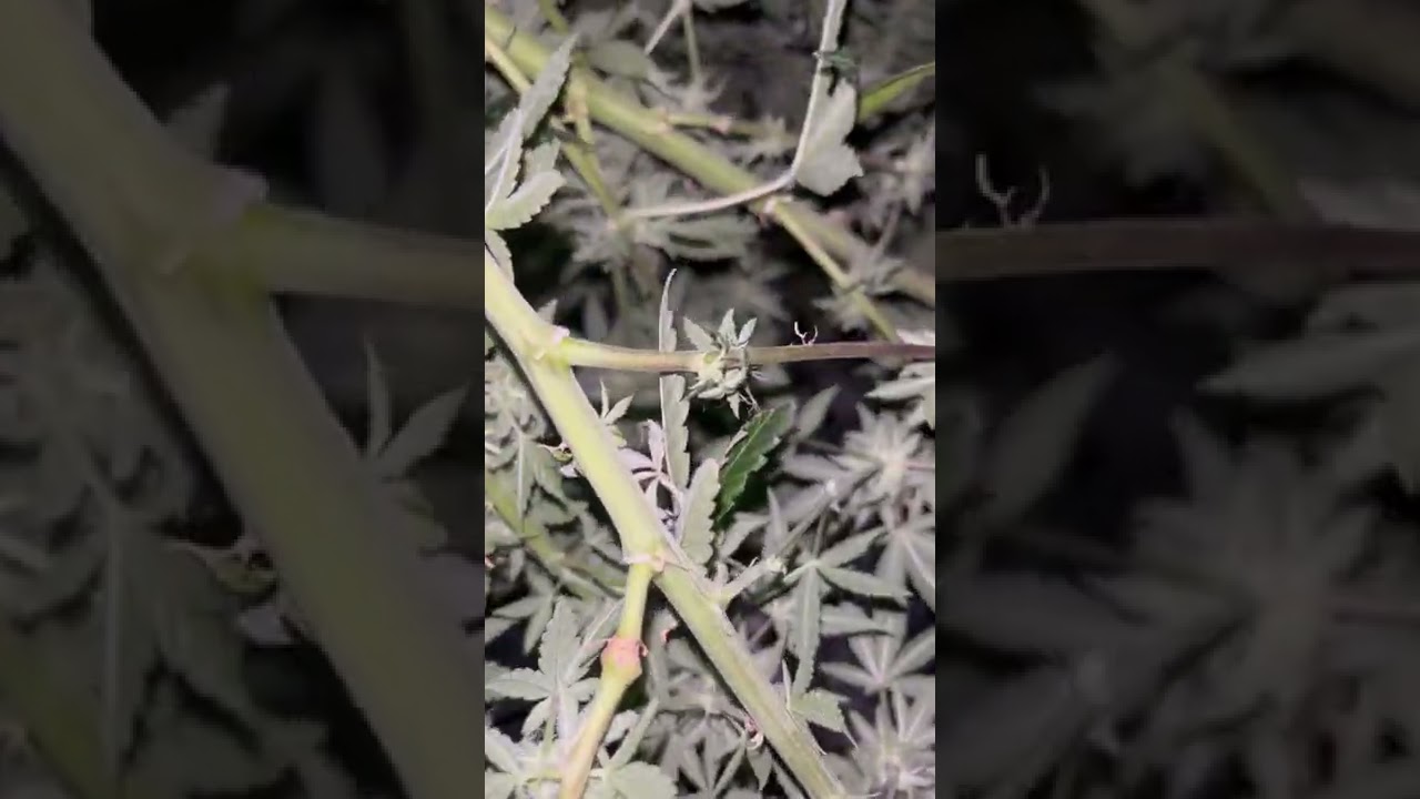 Week 6 flower Chem Squeezy: Freeworld Genetics 🧬