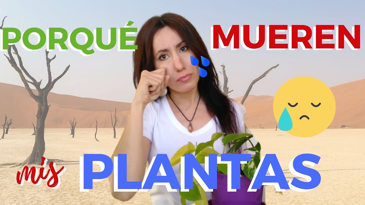 5 TIPS que SALVARÁN tus PLANTAS de INTERIOR ✅ PORQUÉ se MUEREN MIS PLANTAS