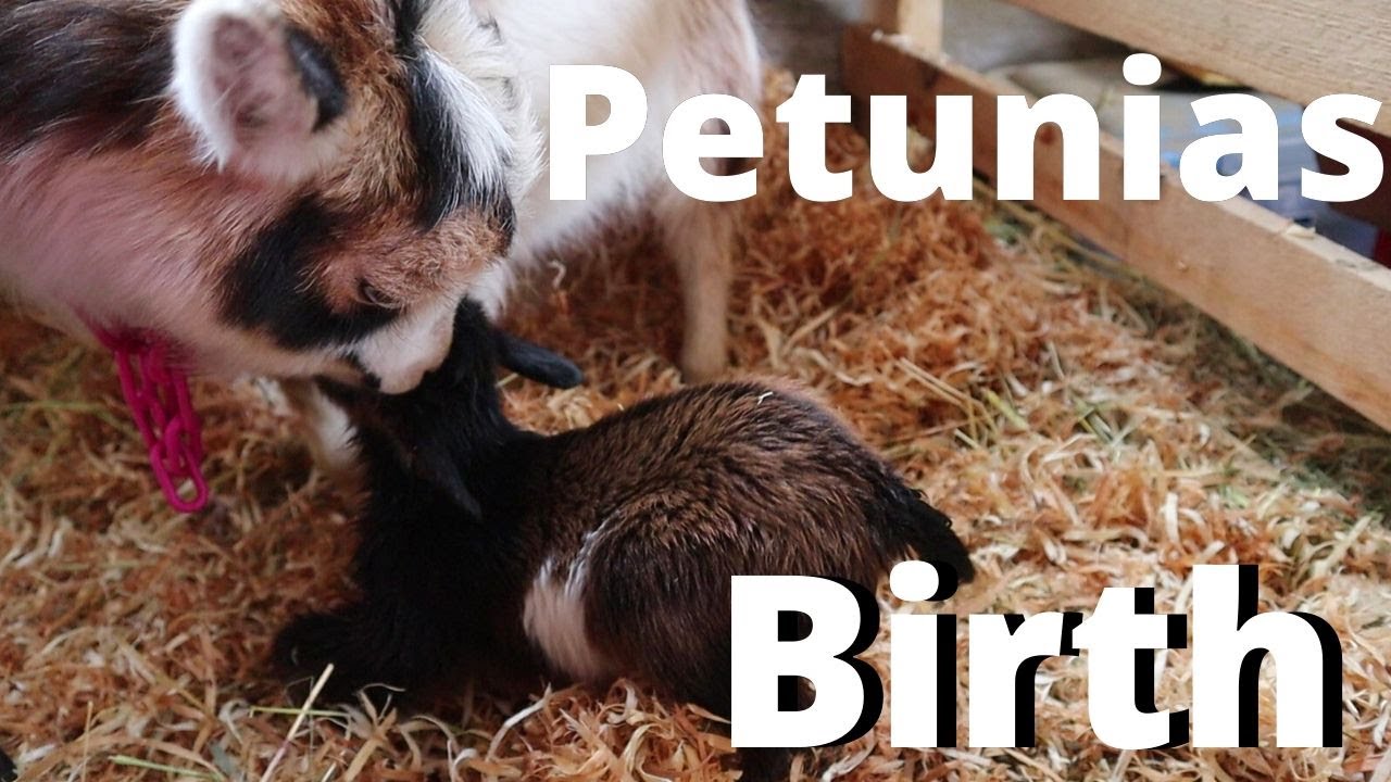 Goat BIRTH- Petunia went into labor before everyone else!