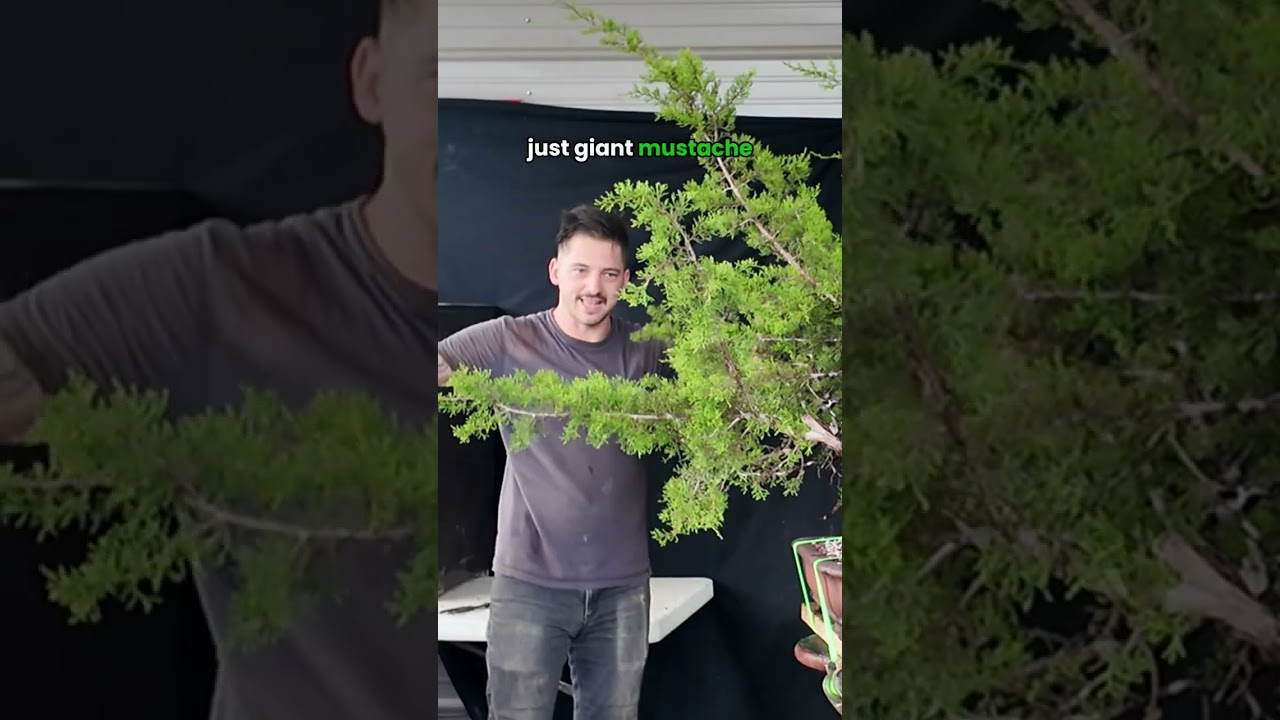 Trimming & Repotting Ashe Juniper