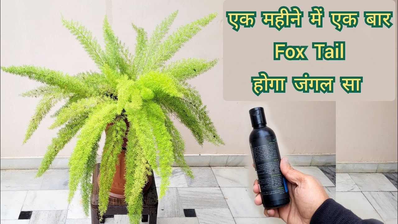 एक महीने में एक बार डालो Foxtail fern plant होगा जंगल सा, Best hanging basket plant 2022