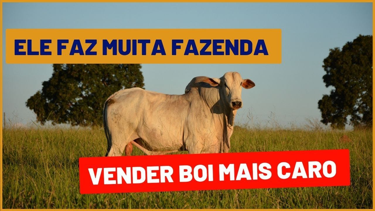 O que &eacute; BOI CHINA: descubra o que caracteriza o padr&atilde;o
