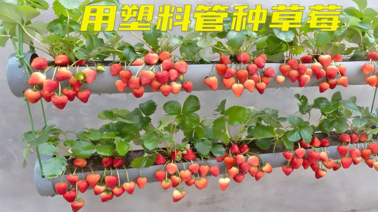 用塑料管种草莓，不仅简单实用，而且产量特别高，值得一试
