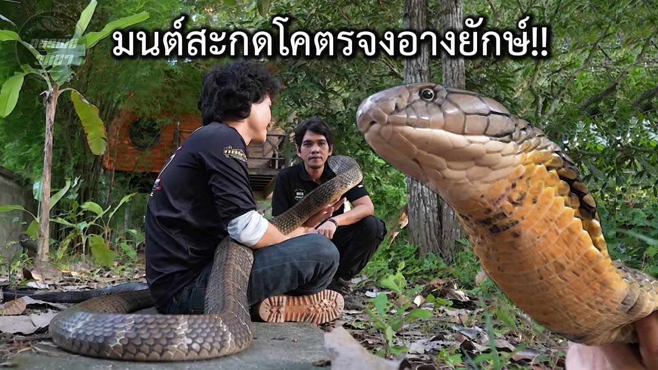 มนต์สะกดโคตรจงอางยักษ์!! อสรพิษวิทยา EP.294