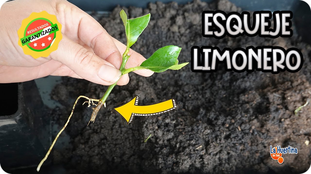 Como Reproducir LIMONERO 🍋 por ESQUEJE Paso A Paso Con EXITO 🍀 || La Huertina De Toni