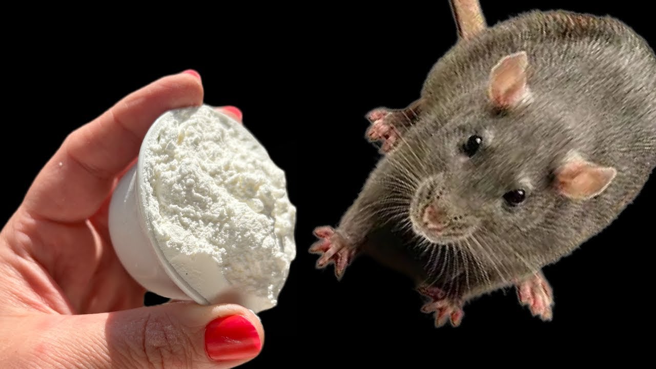 Mäuse und Ratten laufen vor diesem Naturheilmittel sofort davon! Jetzt Nagetiere loswerden