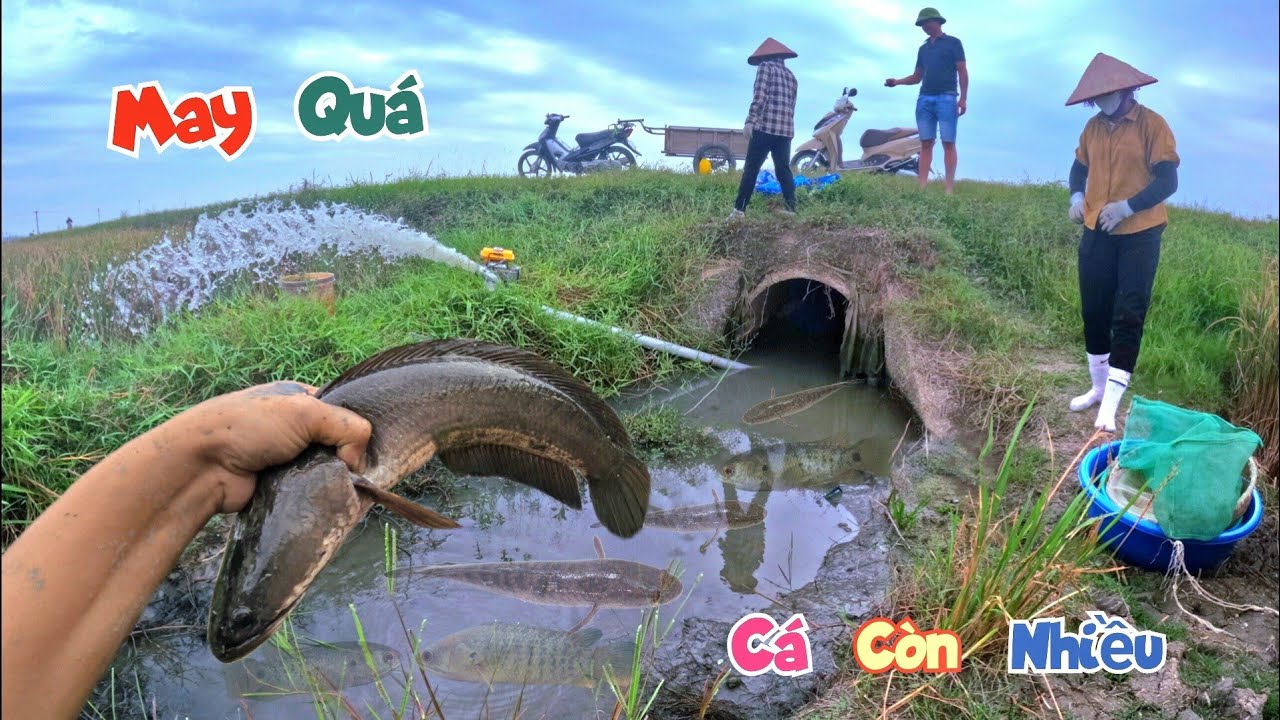 Không Ngờ Ai Đó Bỏ Lại Cho Mình Cái Cống Ngầm Vẫn Còn Nhiều Cá Đến Vậy / Quế Nghịch