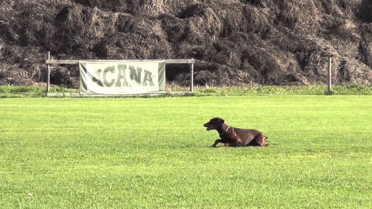 Ism&eacute;na Halit Pa&scaron;a- MČR Dobrmanů 2012- poslu&scaron;nost