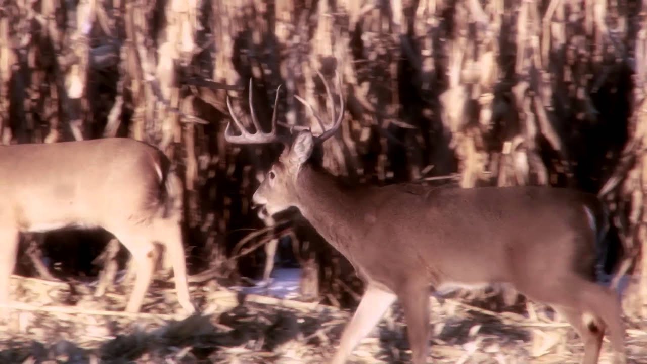 The Rut is On - THIRTEEN Phase 8 feat. Kari & Billy