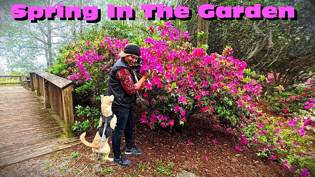 GARDEN TOUR - So Many Beautiful Azaleas Everywhere! Edisto Memorial | Orangeburg, South Carolina