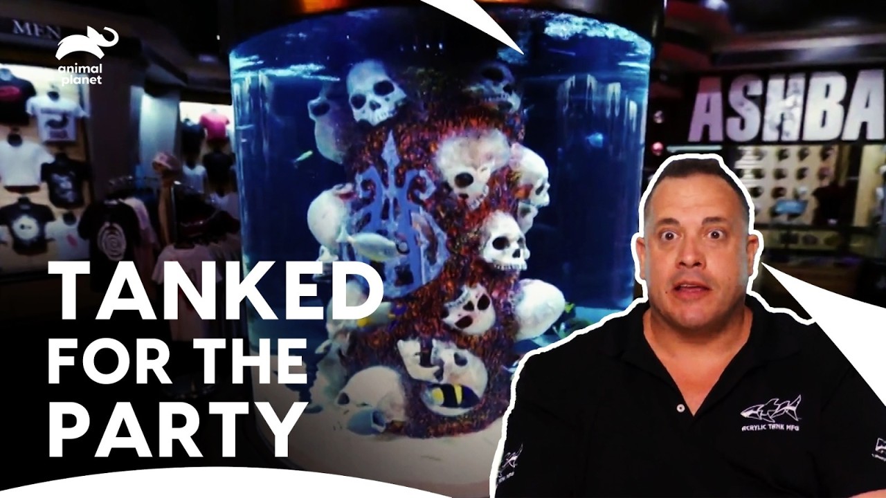 DJ Ashba American Musician: Fish Tank Installation for Upcoming Party | Tanked | Animal Planet