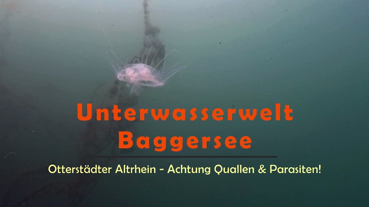 Unterwasserwelt Baggersee: Otterstädter Altrhein - Achtung Quallen & Parasiten!