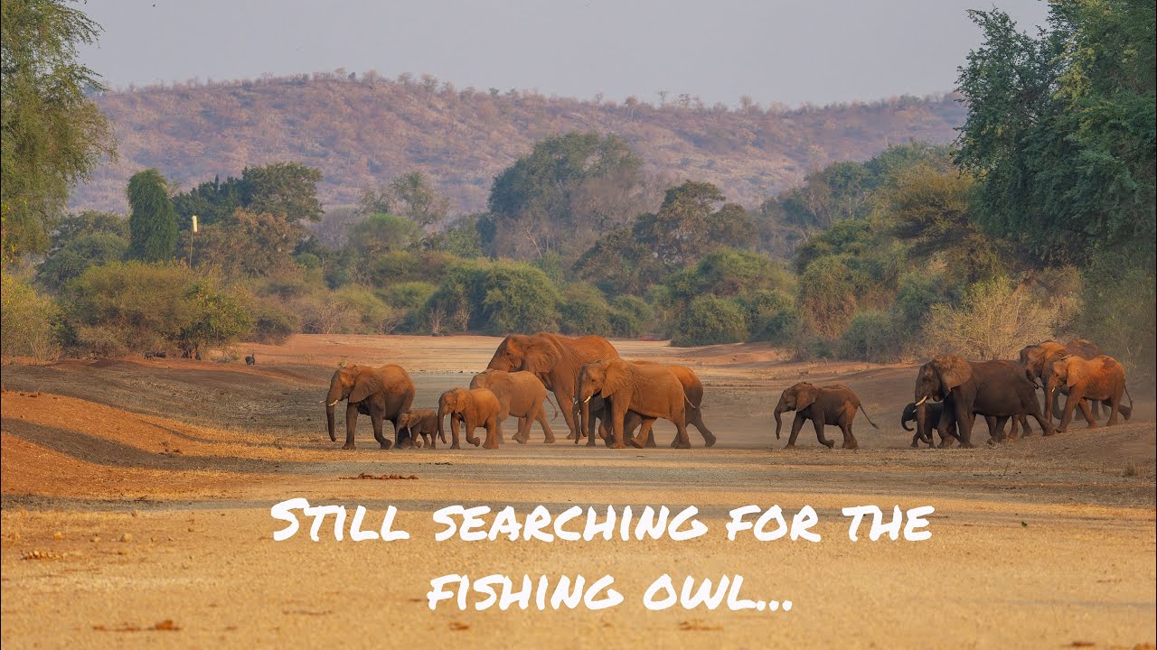 In search for the Pel's Fishing Owl Ep 5: Final day at Ecotraining Lanner Gorge and Pafuri Bridge