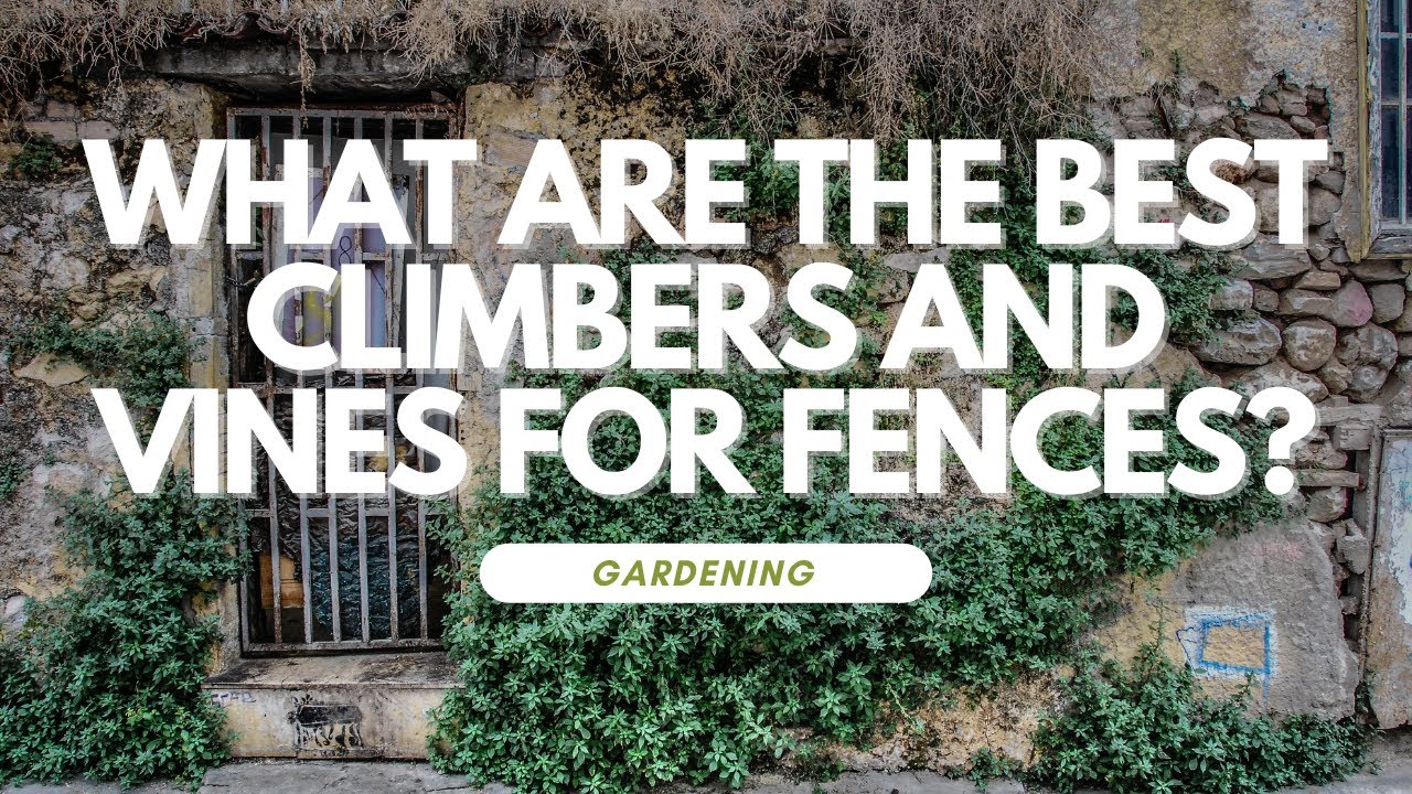 What are the Best Climbers and Vines for Fences?