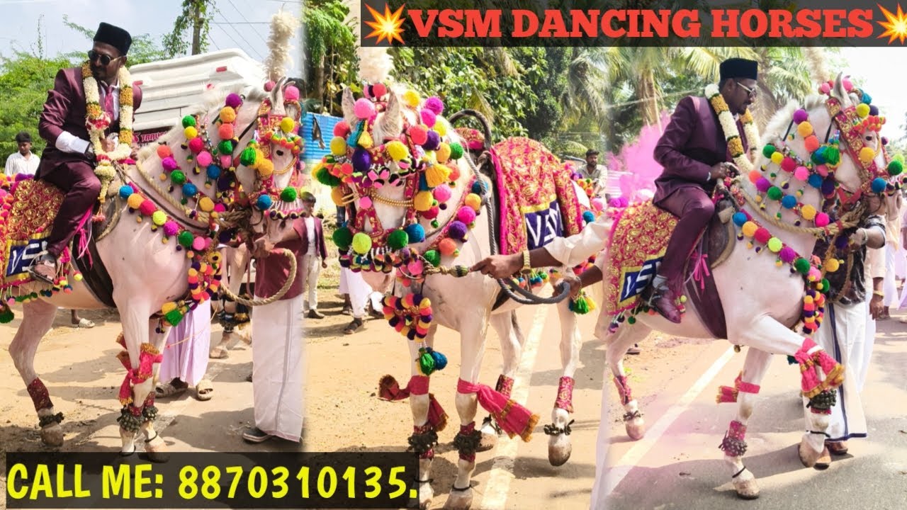 #VSM_DANCING_HORSE,#BOOK_NOW:88703101135.#viral #adiraidrums #vibe #nikkah #muslim #ramnad #grandnew