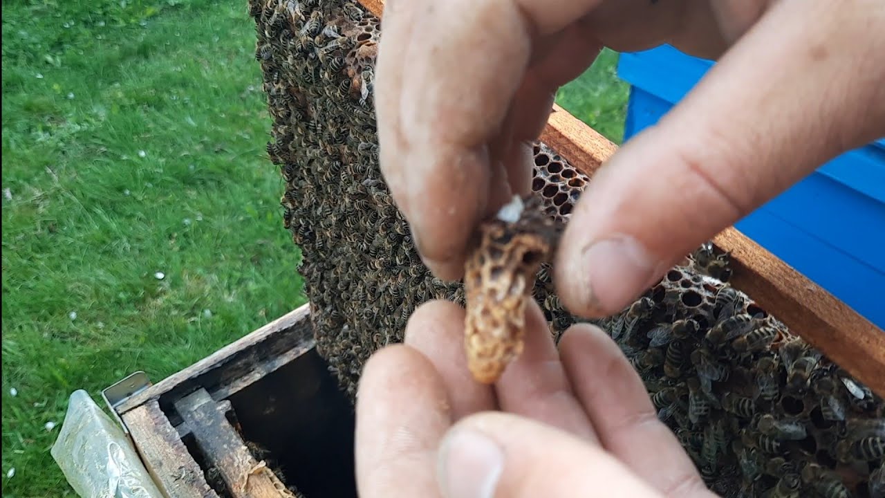 Introducerea botcilor din schimbare linistita de matca in roiuri.