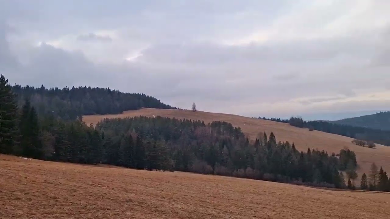 On the hill with the dogs