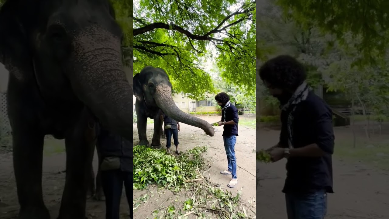 Bibi Ka Alam Elephant