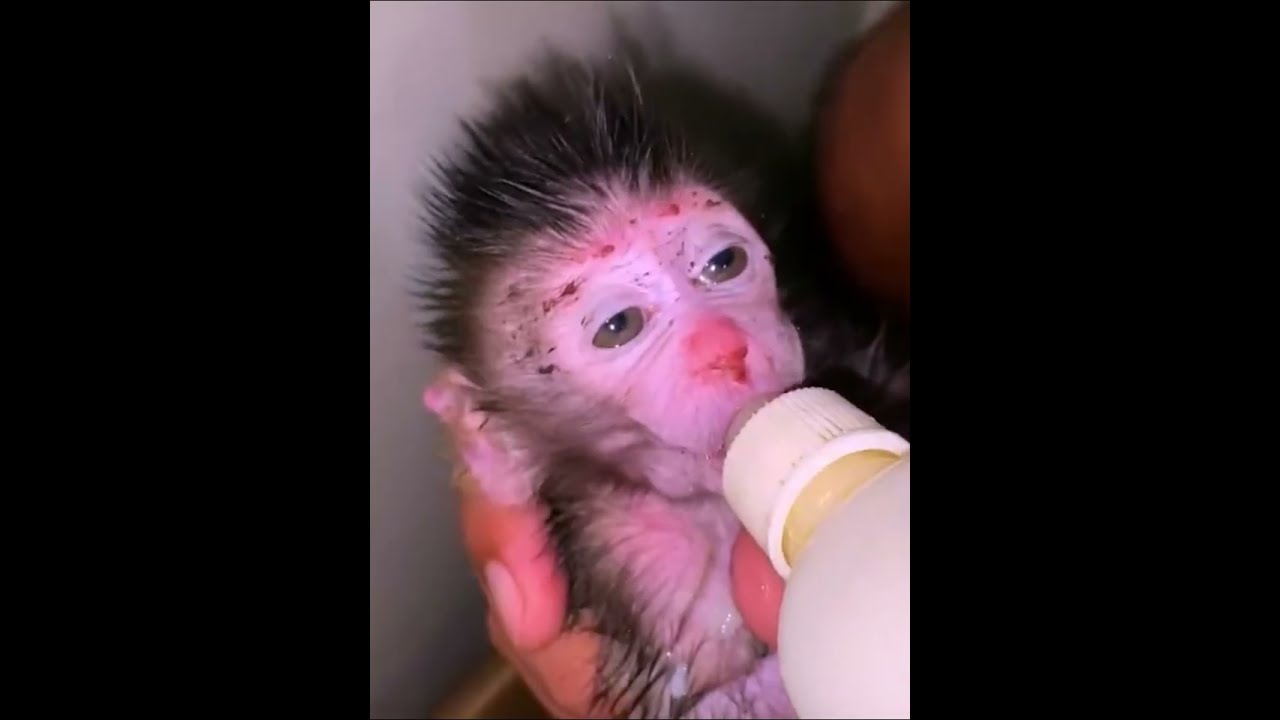 Weak Newborn Baby Monkey Rescued & Comforted With Gentle Care 🐒💗