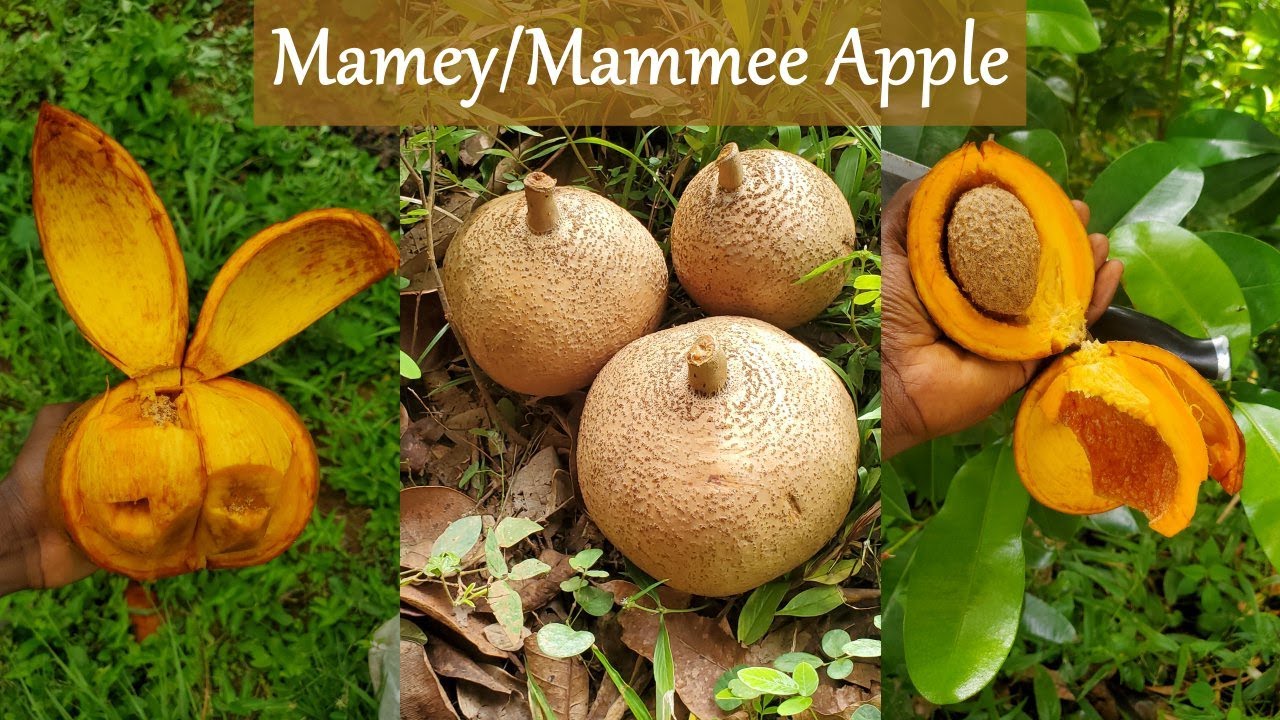 Interesting find on our nature morning walk | Mamey sapote/ Mamey apple fruits & trees on the island