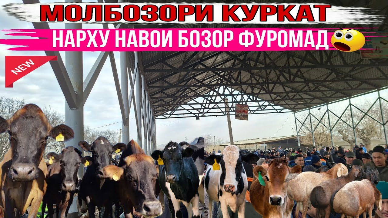 🙆‍♂️МОЛБОЗОРИ КУРКАТ БО НАРРХОИ ХАКИКАТ 27 февраля 2026 г