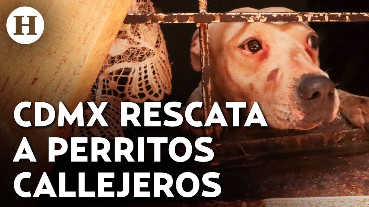 ¡Les da una segunda vida! Así opera el refugio de lomitos del Metro en CDMX
