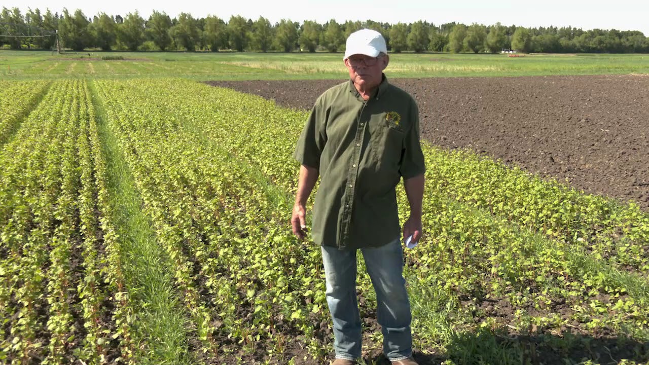 CREC Steve Zwinger: Determinate buckwheat and working with the Farm Breeding Club