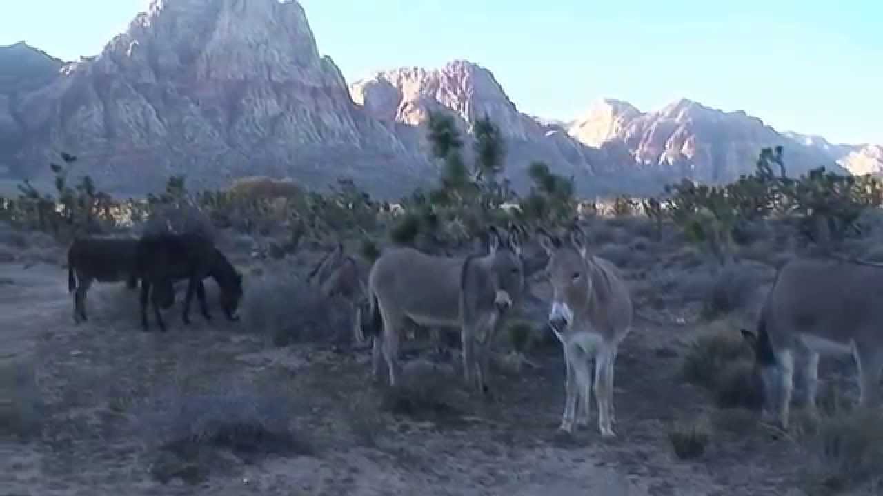 Wild Burros of Red Rock Canyon