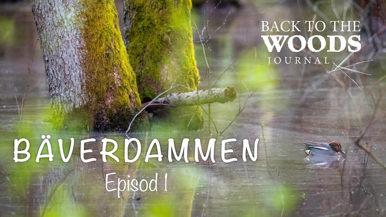 Bäverdammen – Episod 1