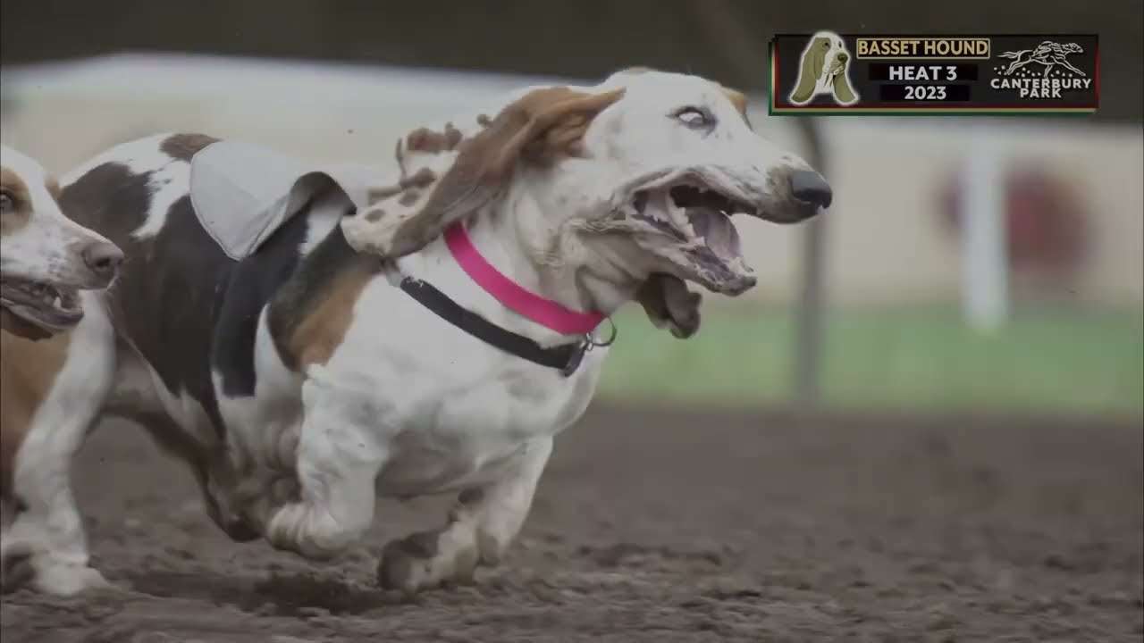 Bruce makes his racing debut at the Canterbury Park Basset Races 2023