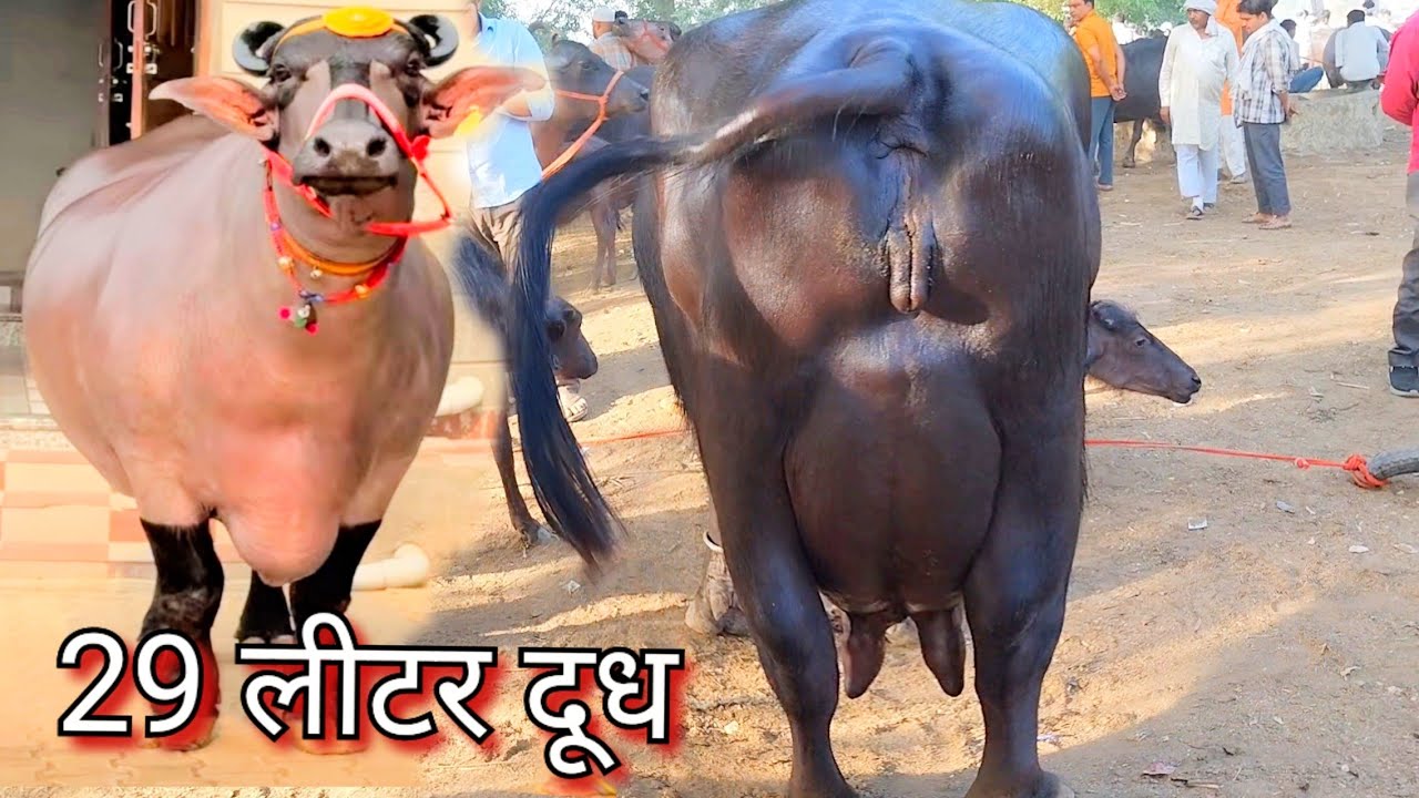 2 महीने की गाभिन 16 लीटर दूध पशु मंडी में आई सबसे ज्यादा दूध देने वाली भैंस😆🤣#dairyfarm #reelsvideo