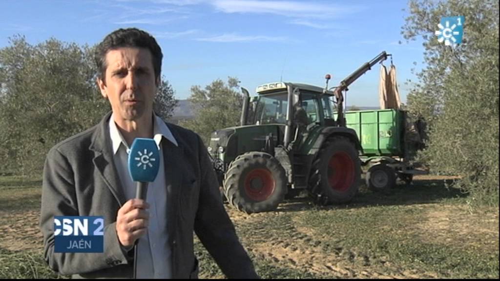 Recogida de la aceituna en un tajo y en una cooperativa de Bailén