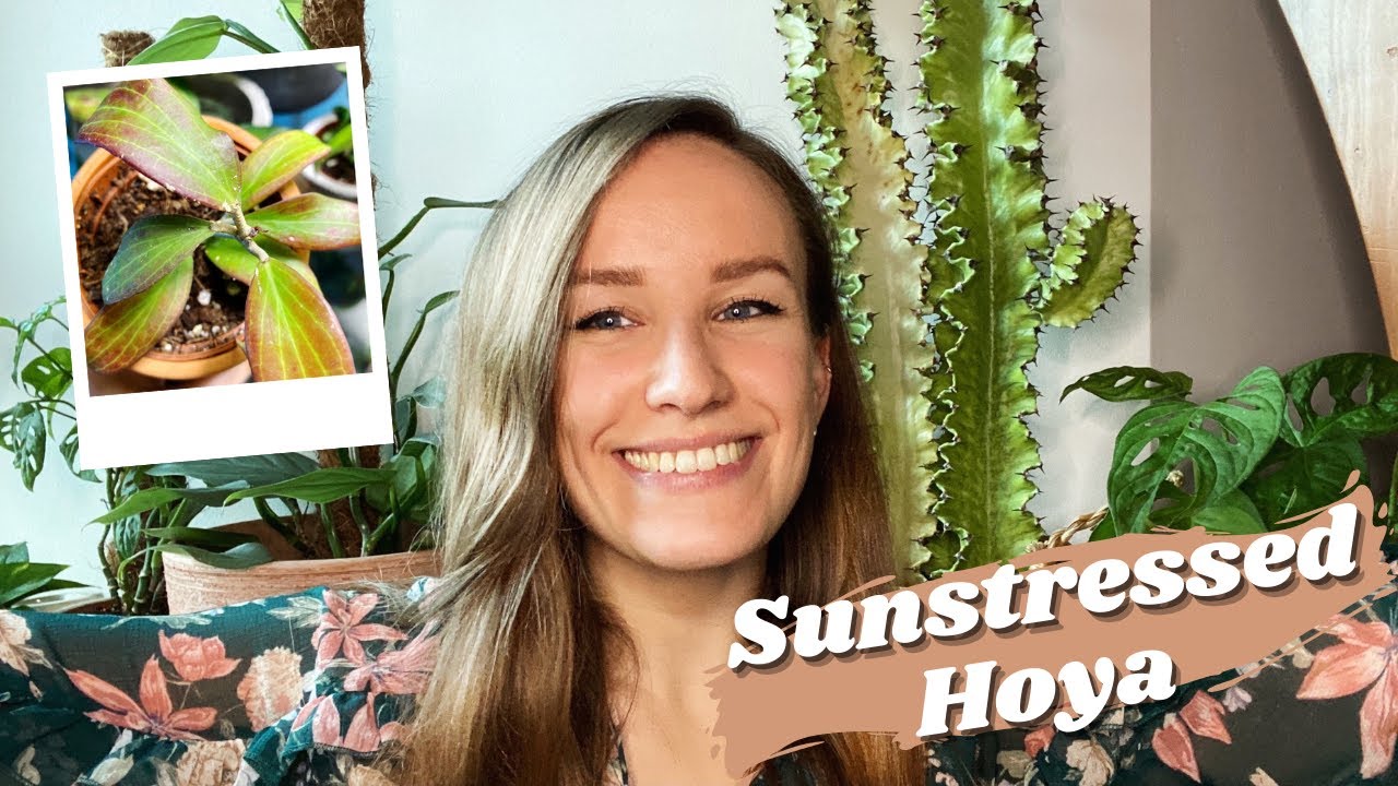Sunstressed Hoya | Sun Stress Hoya