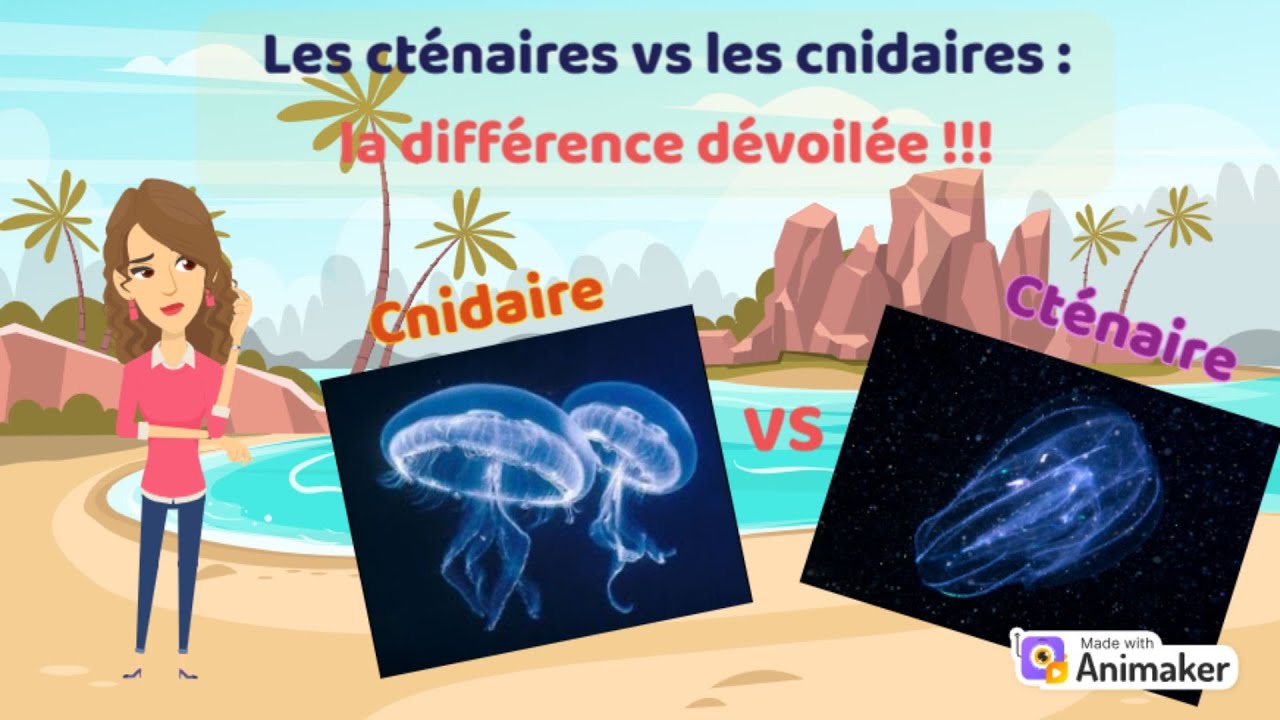 Zoologie : Les Cténaires, Ces Créatures Étonnantes des Océans !🐠