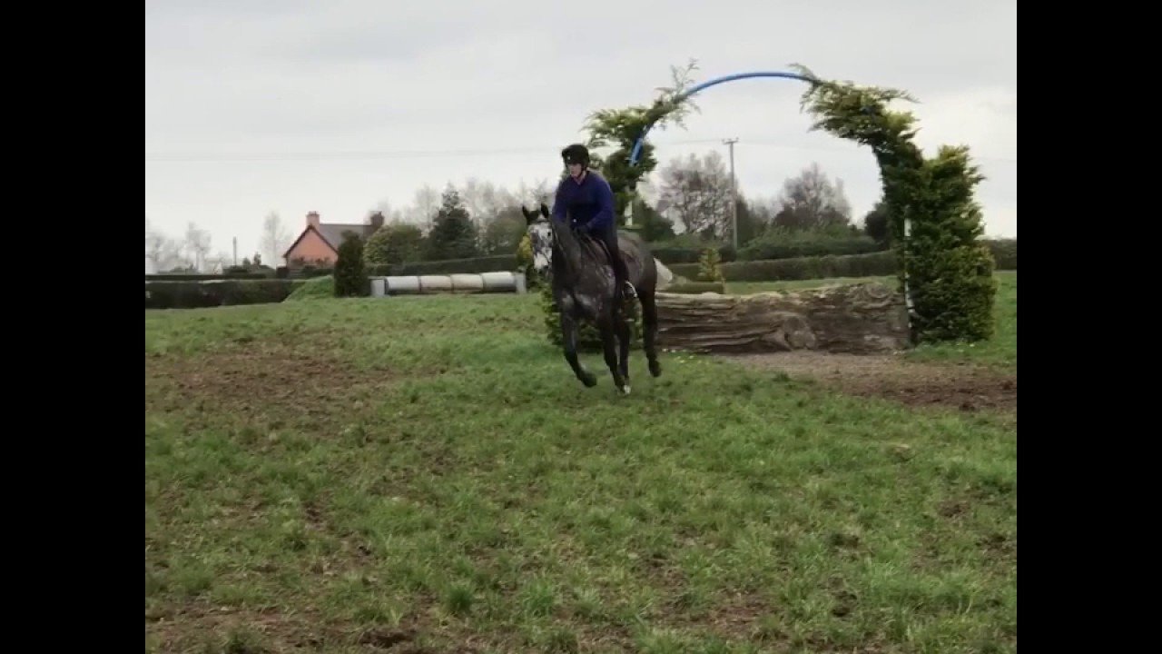 5 year old 158 working hunter/ small event horse