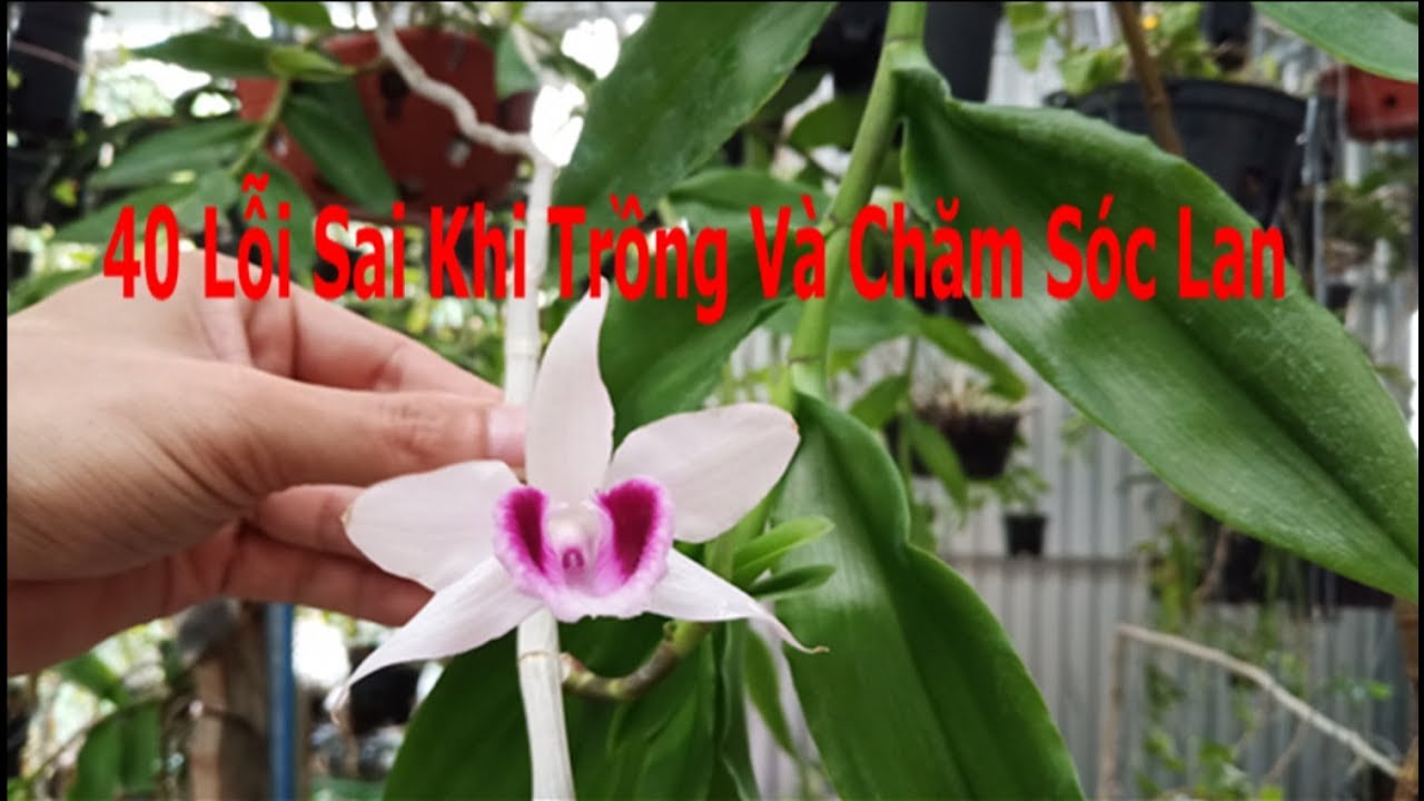 40 Lỗi Sai Trong Việc Trồng Và Chăm Sóc Phong Lan Phần 1 ( Quan Trọng)
