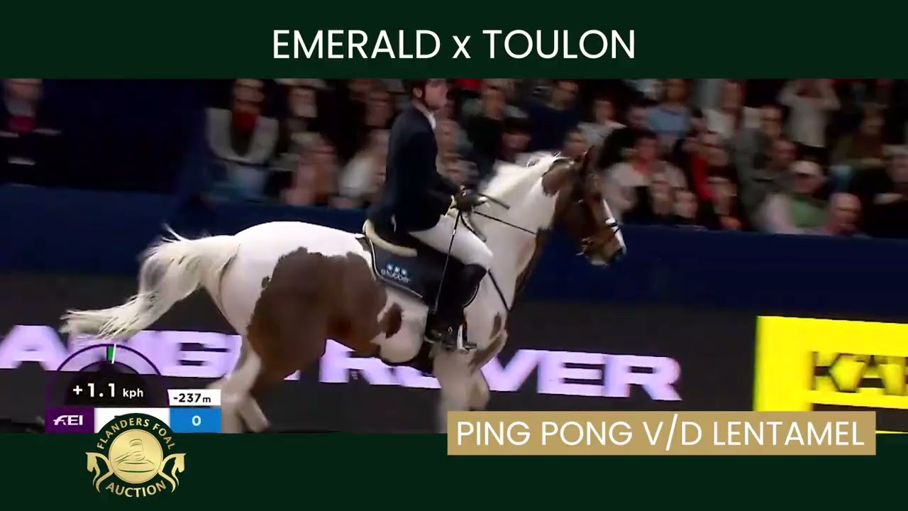 Embryo 20 Emerald x Lieve Vrouwke van de Lentamel
