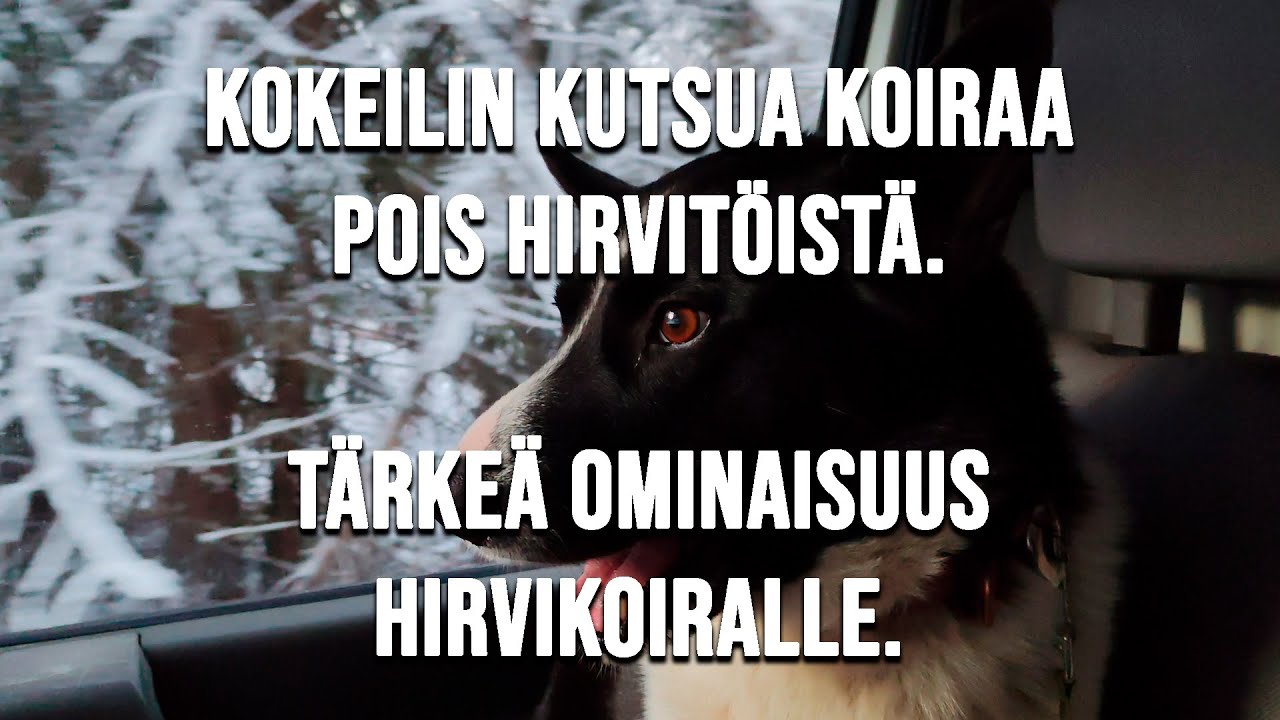 YKSI HIRVIKOIRAN ARVOKKAIMMISTA OMINAISUUKSISTA ON NÖYRYYS! HARJOITELTIIN KIINNIOTTOA.