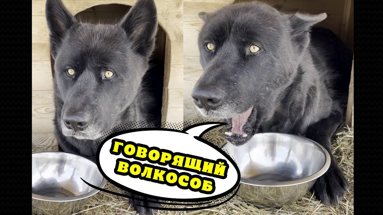 Единственный в мире говорящий волкособ Гулдан. 😁