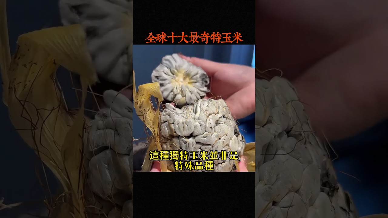 全球十大最奇特玉米，阿茲特克黑玉米只能排第七，第一名口感脆甜比水果更加美味 #世界之最#世界之最top #世界之最world