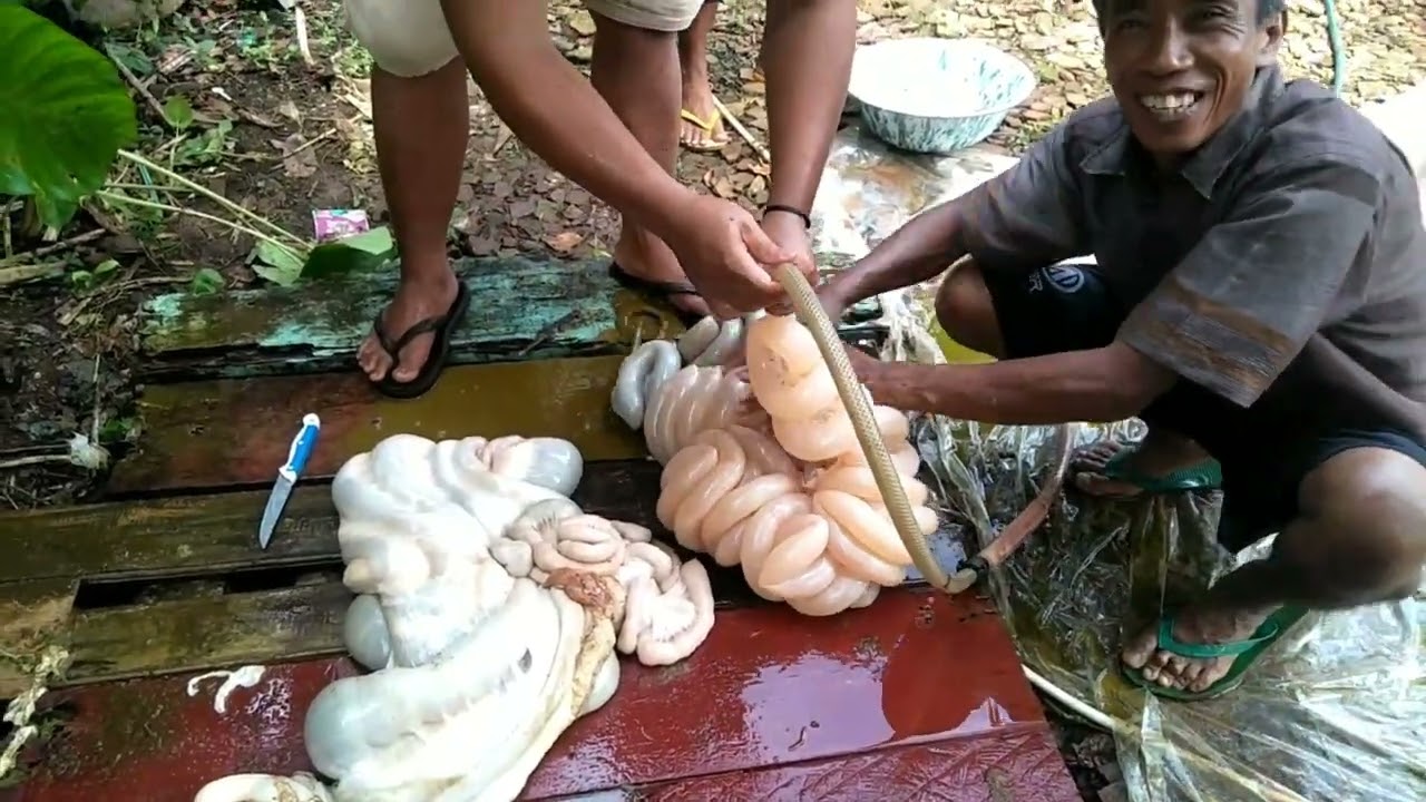 cara membersihkan usus sapi dengan cepat dan bersih tidak pakek lama