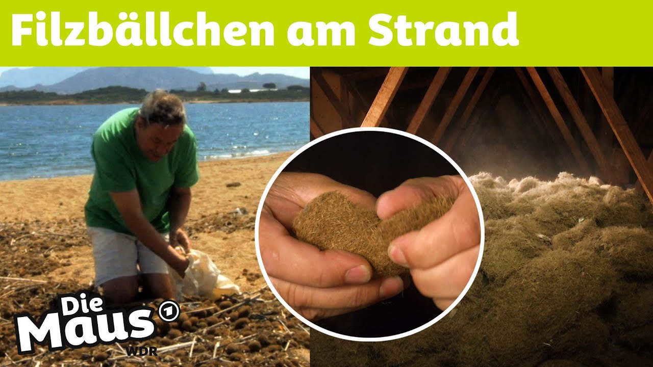 Häuser dämmen mit Neptungras aus dem Meer | DieMaus | WDR