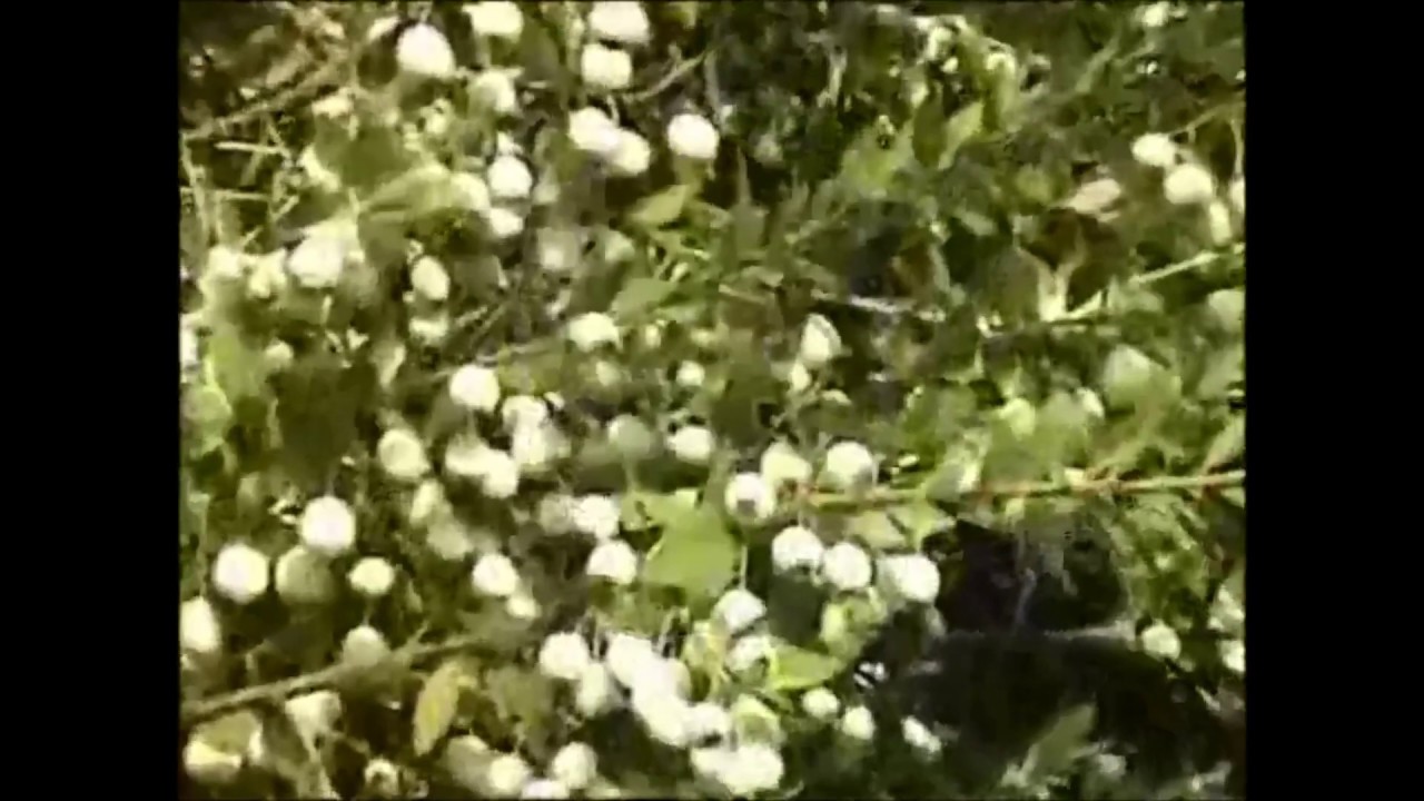 Karaisalılara Neden Murtcu Denilir