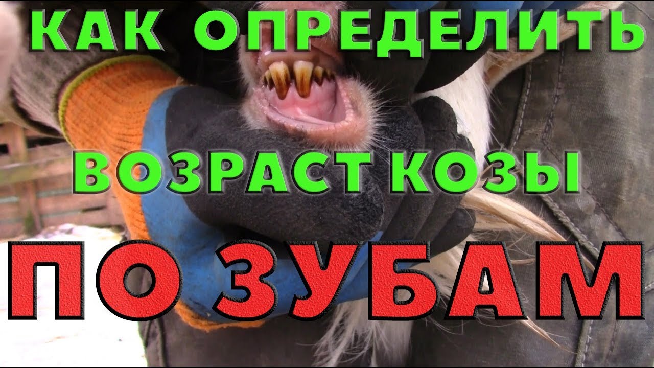 Как узнать возраст козы? - По зубам