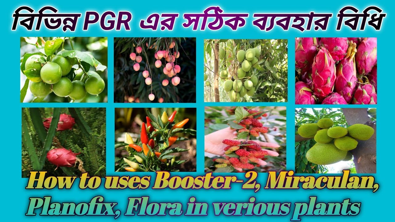 বিভিন্ন PGR এর সঠিক ব্যবহার বিধি ফল, ফুল ও সবজিতে,Plants care & nature
