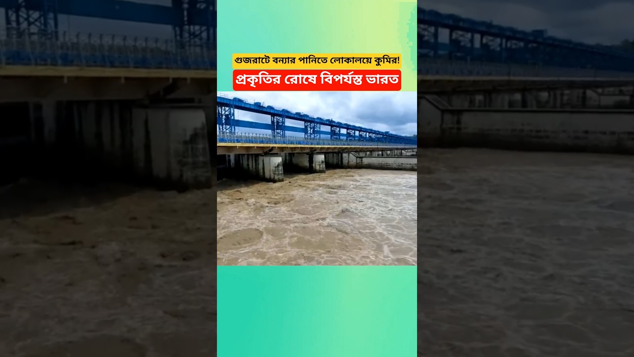 গুজরাটে বন্যার পানিতে লোকালয়ে কুমির, উদ্বেগ বাড়ছে!#breakingnews #shorts