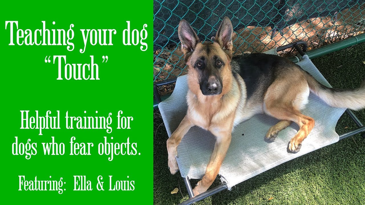 Touch Training with Such Good Dogs.